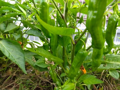 �����Ƃ�