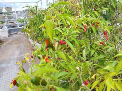 �����Ƃ�