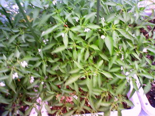 �Ƃ����炵