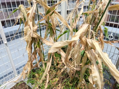 �Ƃ����낱��