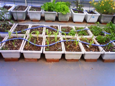 �Ƃ����낱��