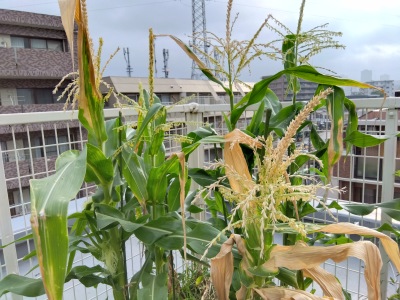 �g�E�����R�V